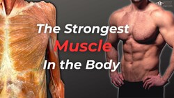 The Strongest & Most Fascinating Muscles In Your Body Instructional Video