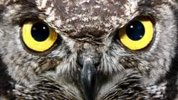 The World of Owls Instructional Video