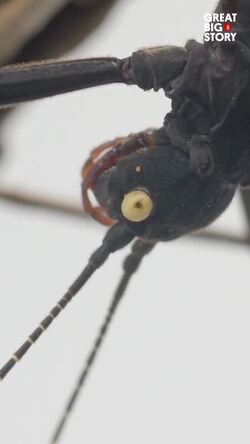 The mysterious black beauty stick insect of peru Instructional Video