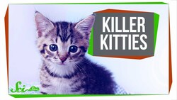 The Cat That (Maybe) Ate an Entire Species Instructional Video