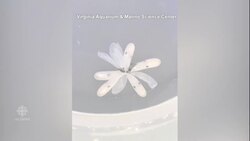 Incredible video shows octopus hatching from egg sac News Clip