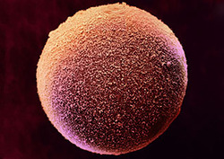 Gamete Instructional Video