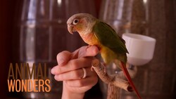 Bird Finger Perch Instructional Video