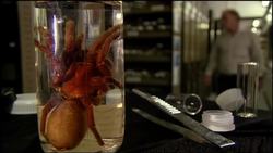 Tarantula World: Determining a Name for a New Tarantula Species Instructional Video