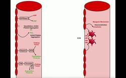 Anatomy - Physiology of Damaged Vessels & Platelets Instructional Video