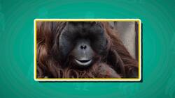 I WONDER - How Long Do Orangutans Live? Instructional Video