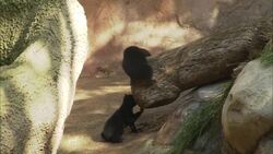 These Bornean Sun Bear Cubs Are Extremely Special Instructional Video