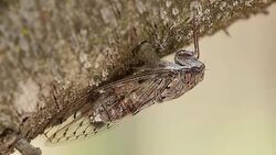 Cicada on an almond tree trunk in the month of August. Stock Footage