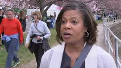 DC cherry blossoms draw visitors as blooms peak News Clip