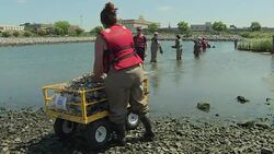 CLEAN : The Big Oyster: NYC looks to molluscs to purify its estuary News Clip