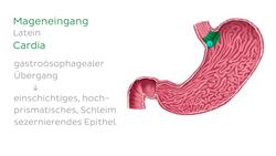Muskulatur und Schleimhaut des Magens Instructional Video