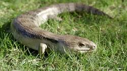 Can You Guess What Creature Has a Thick Tail, Shiny Scales, a Blinking Eye, and a Blue Tongue? Instructional Video