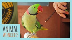 Training Our Alexandrine Parakeet Instructional Video