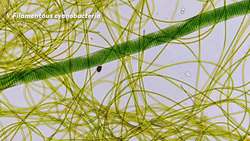 Where Did Eukaryotic Cells Come From - A Journey Into Endosymbiotic Theory Instructional Video