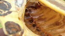 It's World Turtle Day! Here's why they matter News Clip