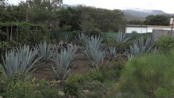 CLEAN : Craft distillers fear mezcal will become victim of own success News Clip