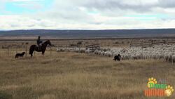 Man's Best Friend: The Wonderful World of Dogs Instructional Video