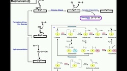 Catalytic Mechanism of Myeloperoxidase & Hypochlorous Acid Functions Instructional Video