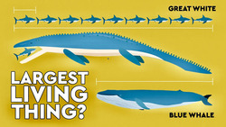 What's The Largest Thing To Ever Live On Earth? #MYTHS#WorldRecord Instructional Video