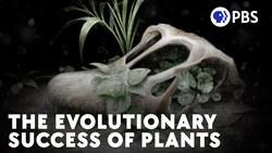 How (Some) Plants Survived The K-Pg Extinction Instructional Video