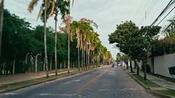 late afternoon ride across the city with tall palm trees next tu the road Stock Footage