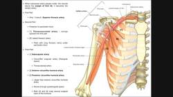 Boundaries and Branches of the Axillary Artery Instructional Video