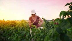 An elderly woman collects raspberries at sunset. Organic food. Stock Footage