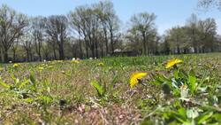 Pollen levels remain high as allergy sufferers seek relief News Clip