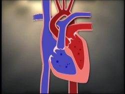 Understanding the Function and Structure of the Heart Instructional Video