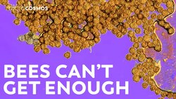 The Electric Relationship Between Plants And Bees Instructional Video