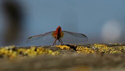 Dragonfly resting on wood in 4k Stock Footage