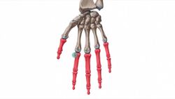 Fingerknochen Instructional Video