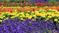 Drone Tour of Japan's Stunning Hokkaido Flower Fields Stock Footage