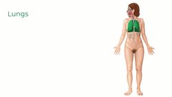 Respiratory system Instructional Video