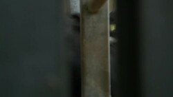 Cattle await slaughter at an abattoir, UK. Stock Footage