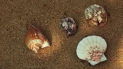 Seashell Beach Sunlights hd footage Stock Footage