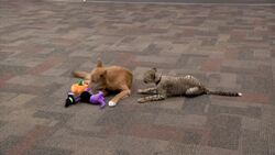 Cheetah and puppy team up at Ohio zoo Instructional Video