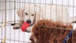 How to Handle Your Puppy's Potty Accidents Instructional Video