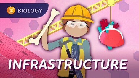 Animal Infrastructure: Why You’re More Than Goo: Crash Course Biology #44