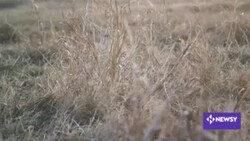 Indigenous Chefs Are Trying To 'De-Colonize' American Diets News Clip