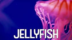 Beach Animals! Learning Names of Animals that Live Near the Beach Instructional Video