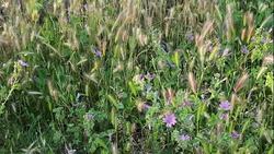 Blooming lavender field blowing in breeze, Vaucluse, Provence, France Stock Footage
