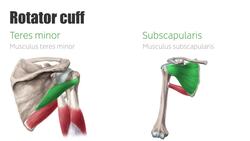 Superficial blood vessels of the head Instructional Video