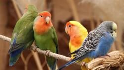 I WONDER - Could The Archaeopteryx Fly? Instructional Video