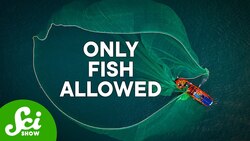 6 Futuristic Fishing Nets Instructional Video