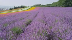 Flower field at Farm Tomita in Furano, Hokkaido, Japan Stock Footage