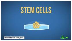 What Growing Mini Brains Has Taught Us, And What's Next Instructional Video