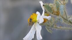 Crab Spider on white poppy Stock Footage