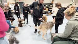 Meet the playful pooches cast in Stratford Festival's Annie News Clip