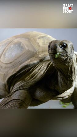 The resilient giants, exploring the life of Aldabra Tortoises Instructional Video